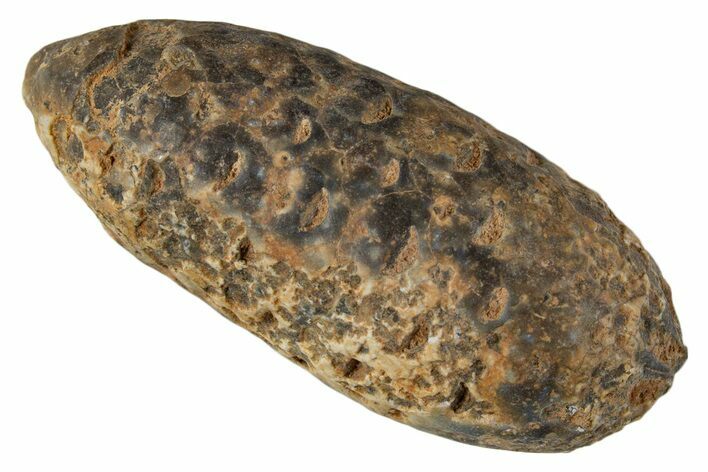 Fossil Cycadophyte Seed Cone - Boujdour, Morocco #339329